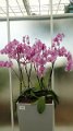 x_Szlovenia-orchideafarm